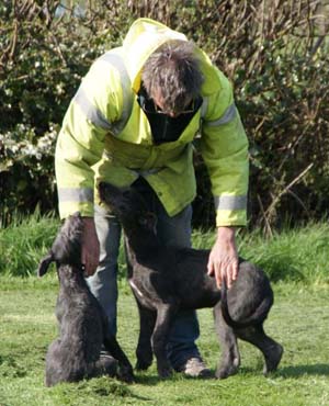 playing and training